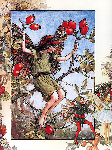 The Rose Hip Fairy